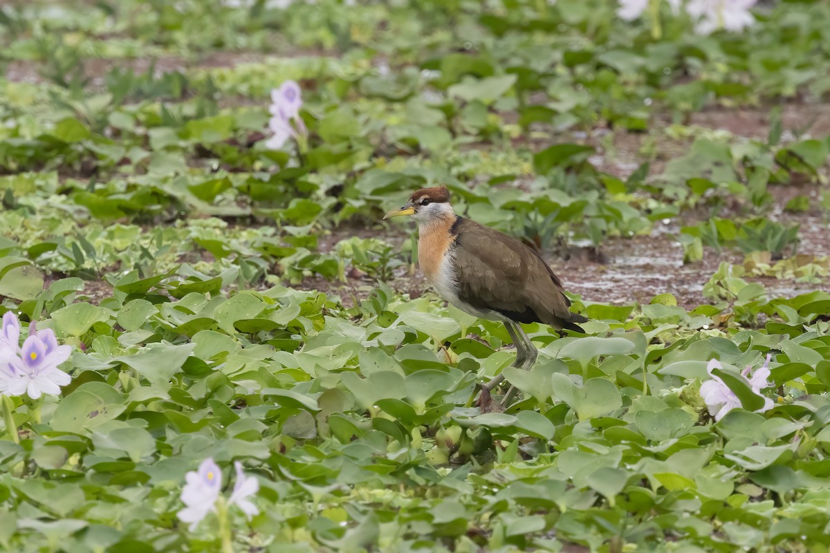 ostnák hnědoocasý - ML645897681