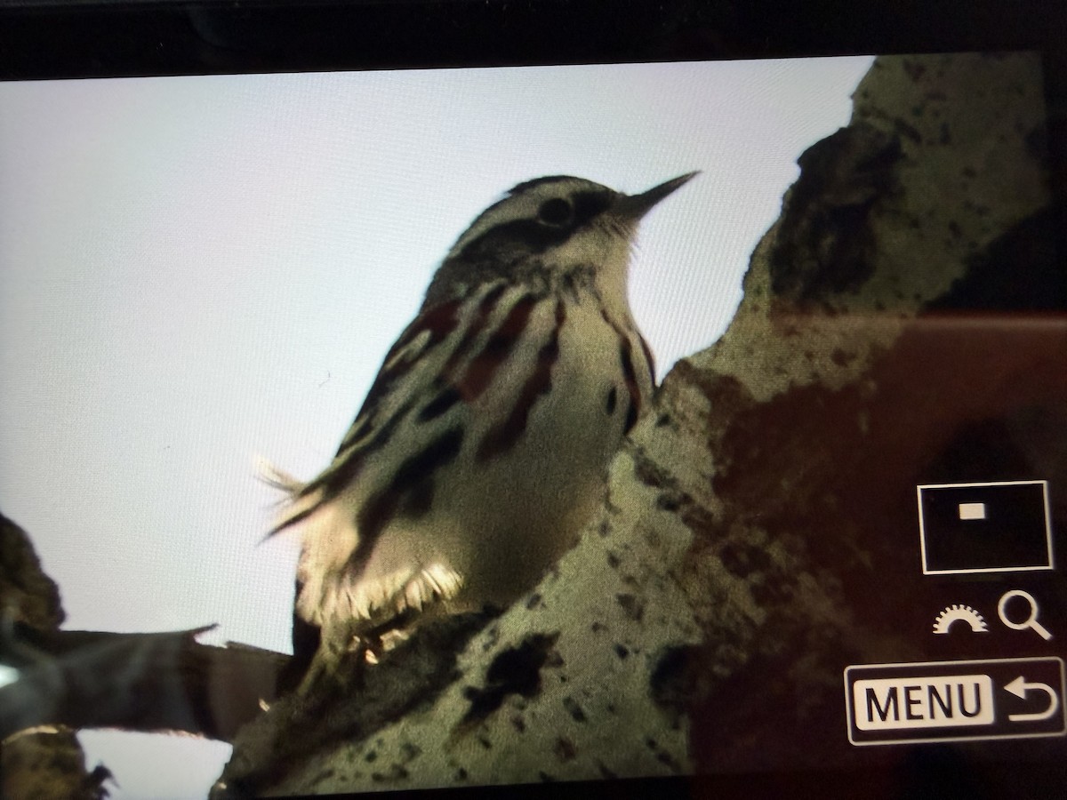 Black-and-white Warbler - ML645897688