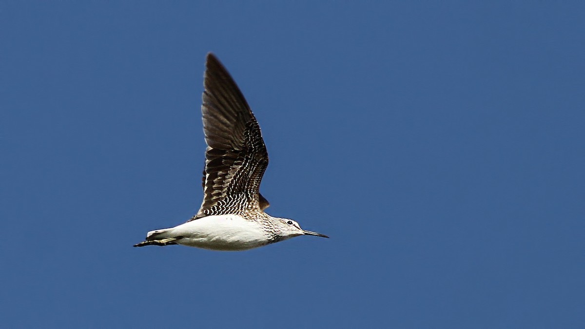 Green Sandpiper - ML645897697