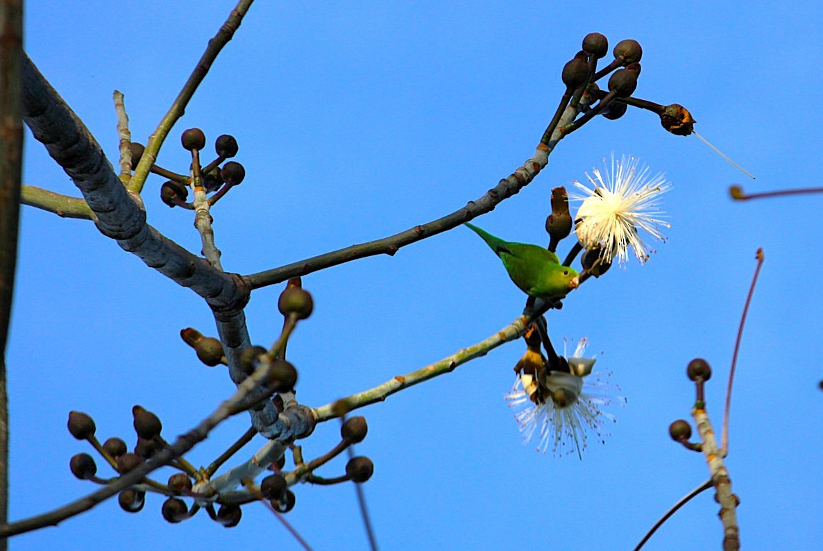 Plain Parakeet - ML645897699