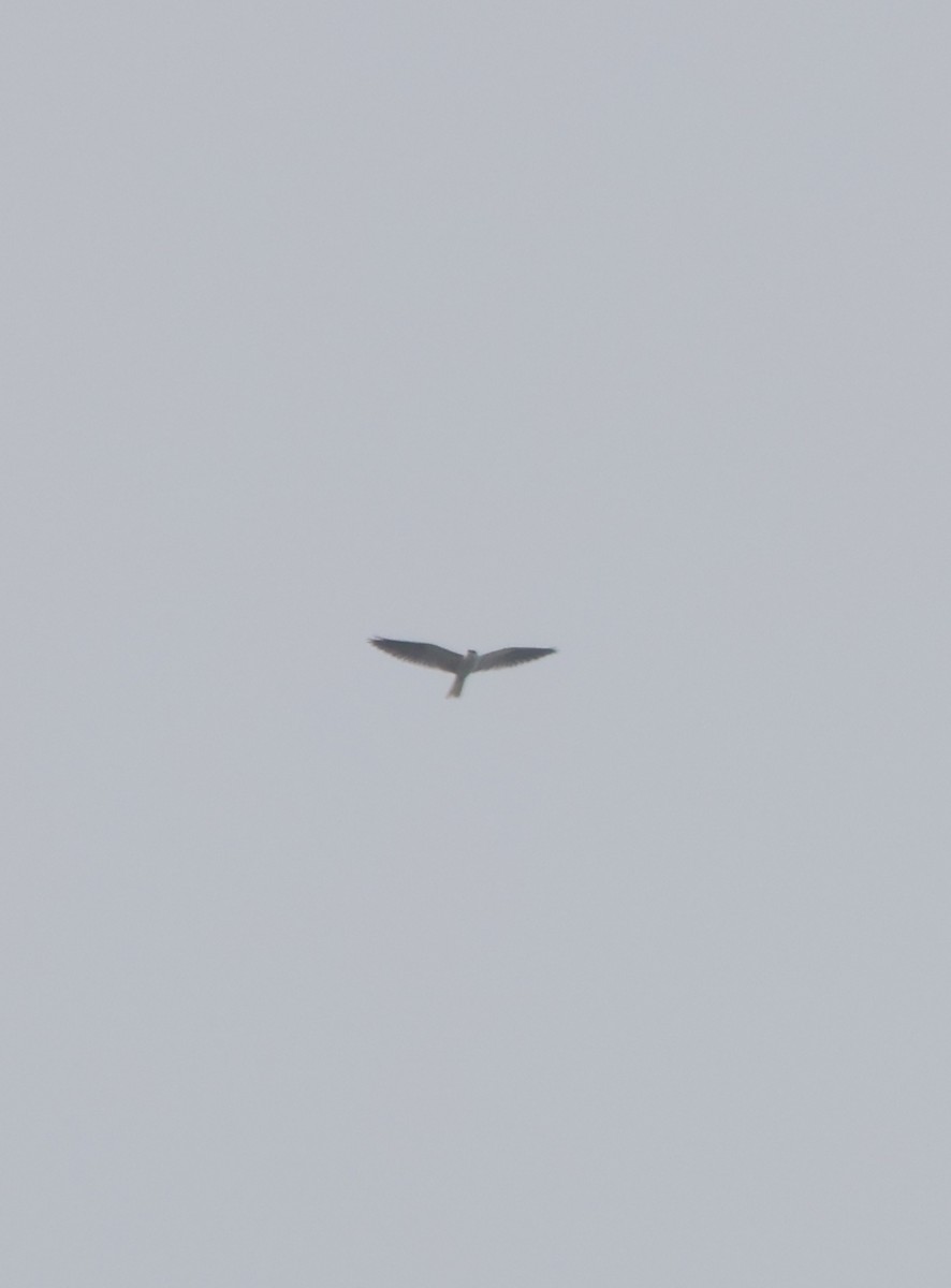 luněc americký - ML645897710