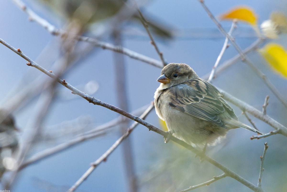 Горобець італійський - ML645897712