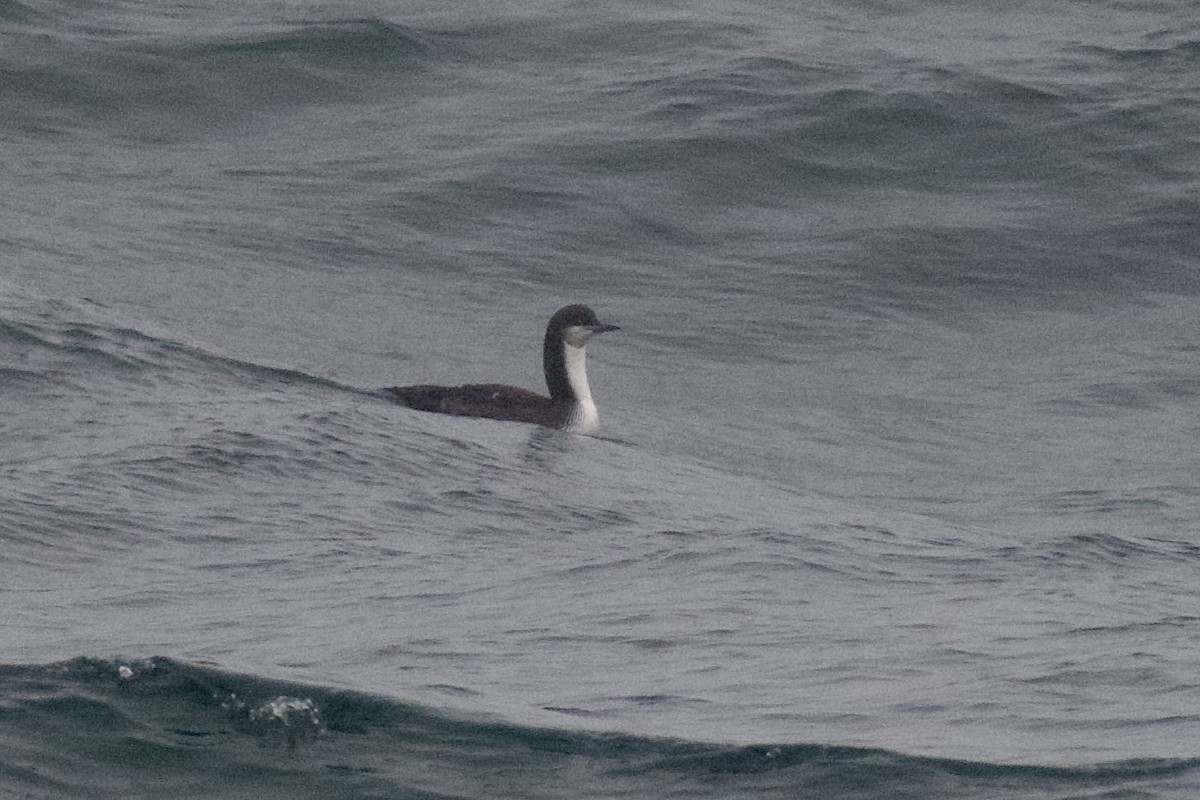 Pacific Loon - ML645897729