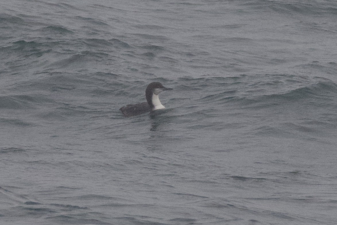 Pacific Loon - ML645897730