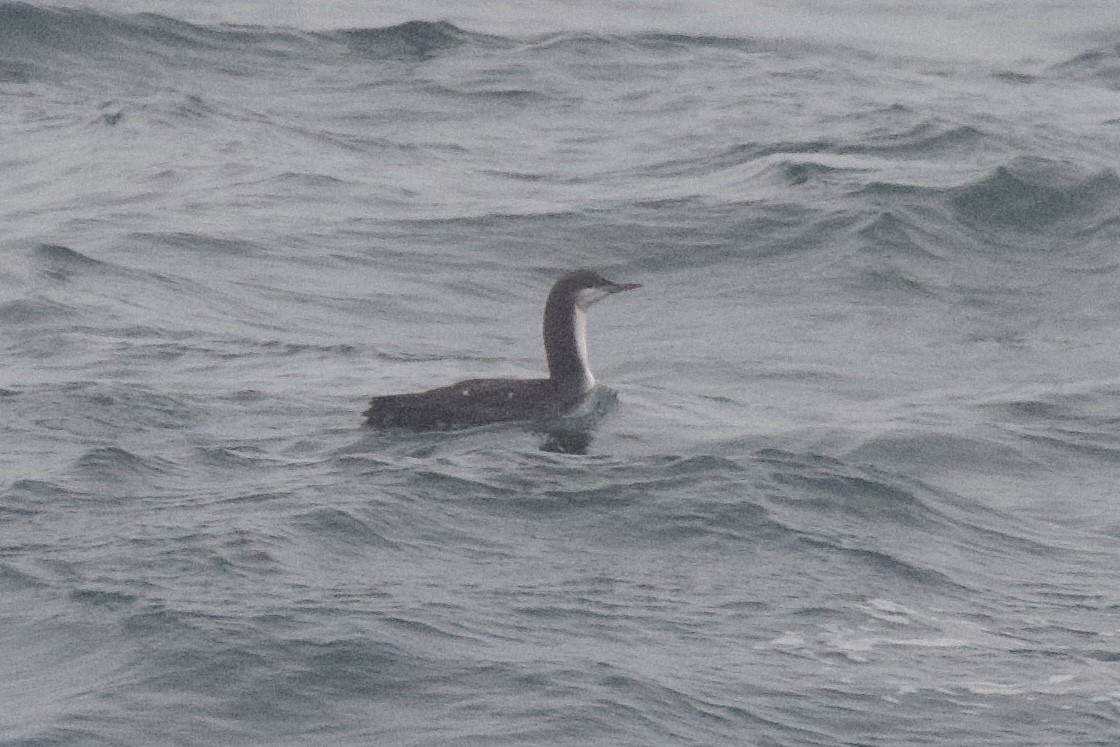 Pacific Loon - ML645897731