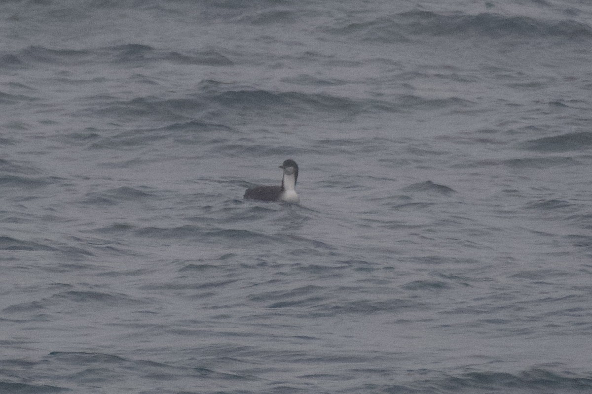 Pacific Loon - ML645897732