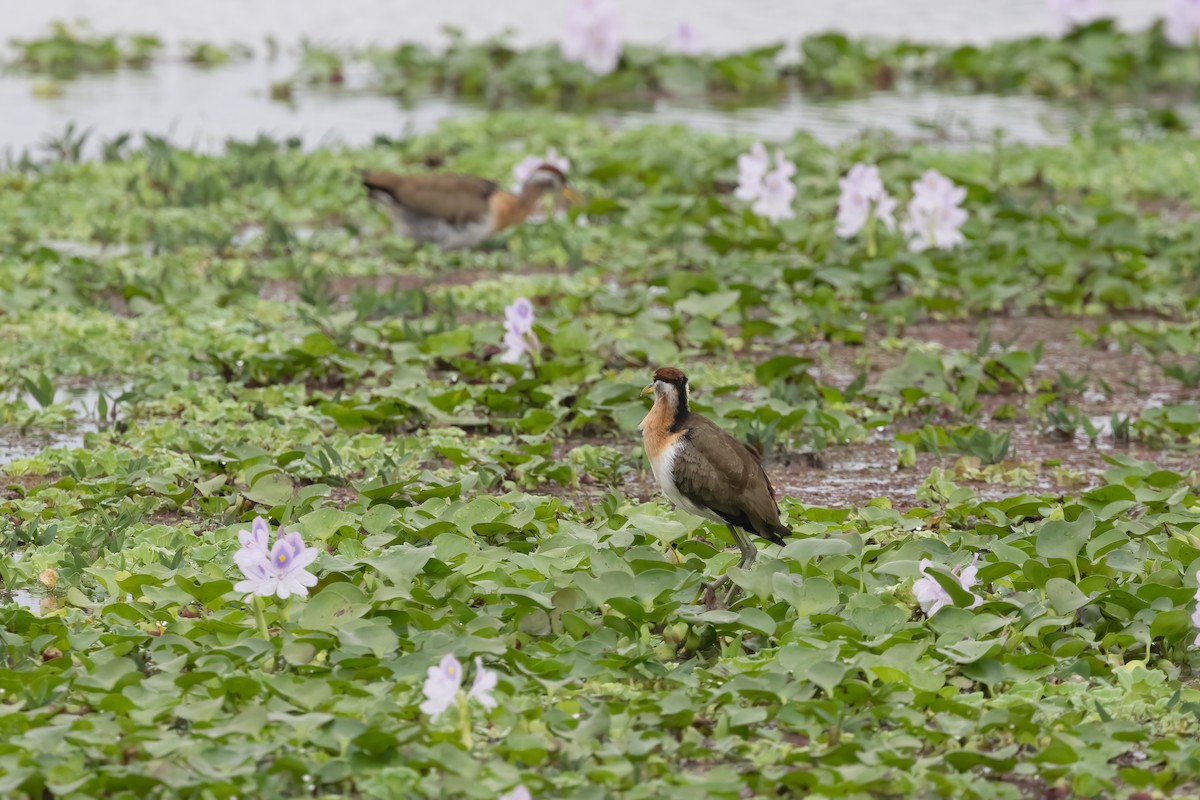 ostnák hnědoocasý - ML645897735