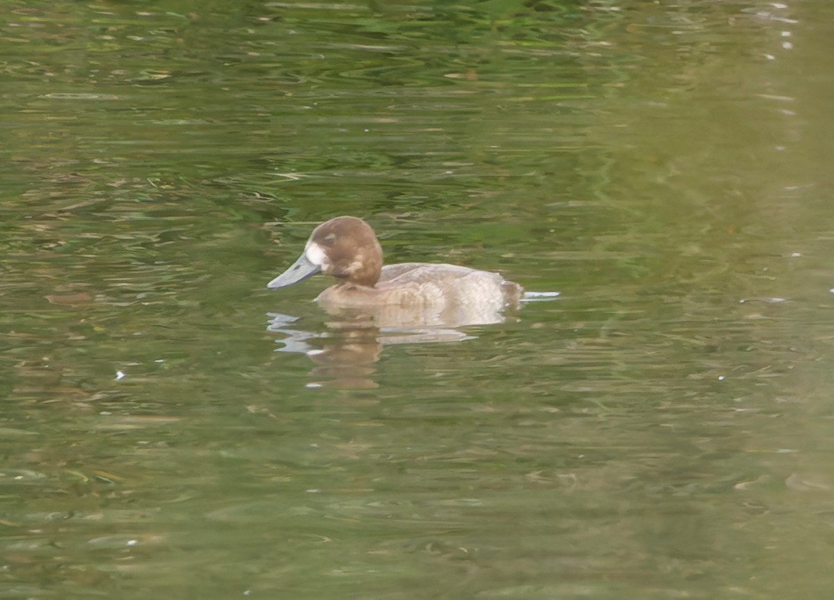 スズガモ - ML645897736