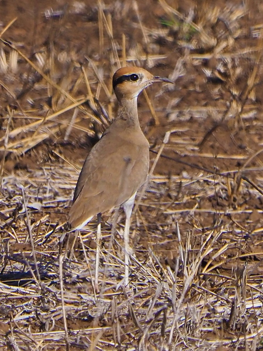 Temminck's Courser - ML645897739