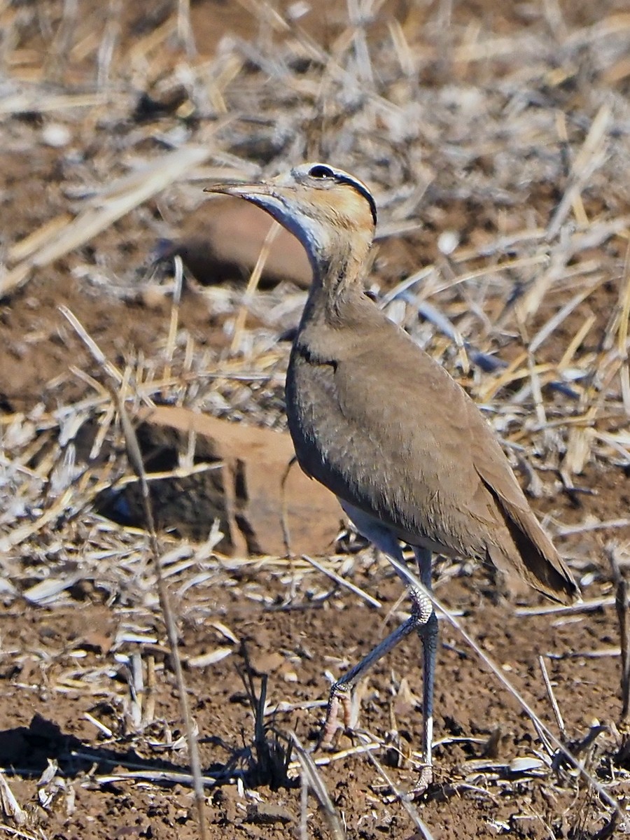 Temminck's Courser - ML645897740