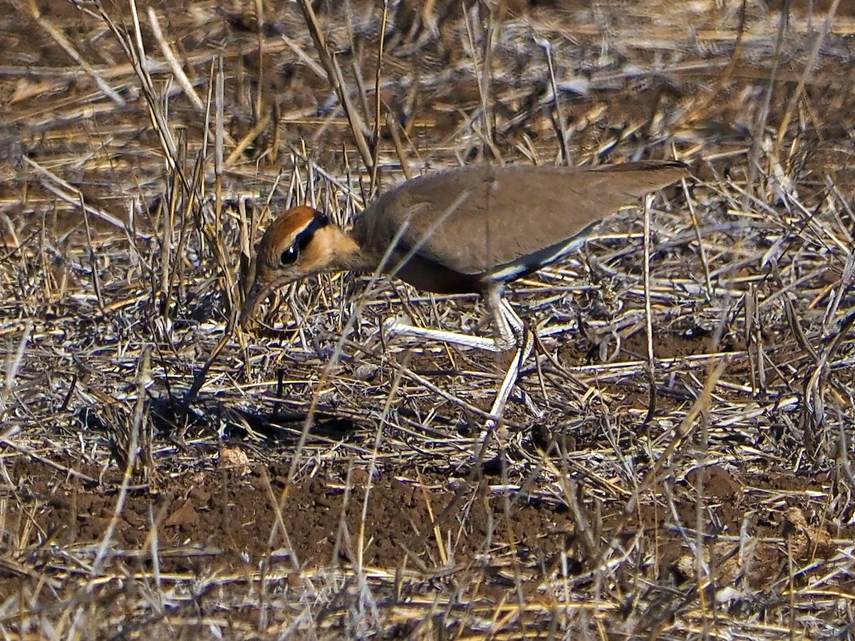 Temminck's Courser - ML645897741