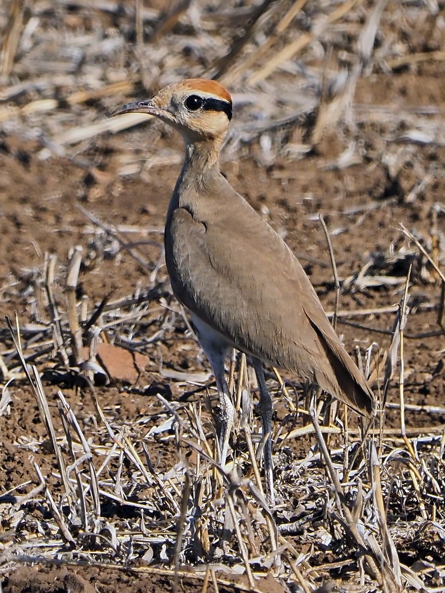 Temminck's Courser - ML645897742