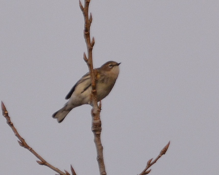 Yellow-rumped Warbler - ML645897743