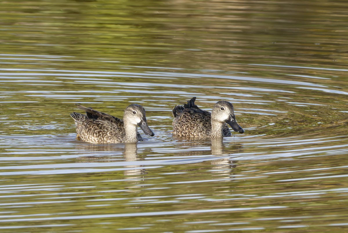 Zertzeta hegalurdina - ML645897747