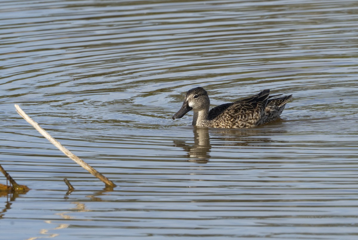 Zertzeta hegalurdina - ML645897749