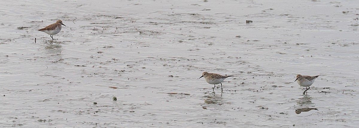 White-rumped Sandpiper - ML645897750