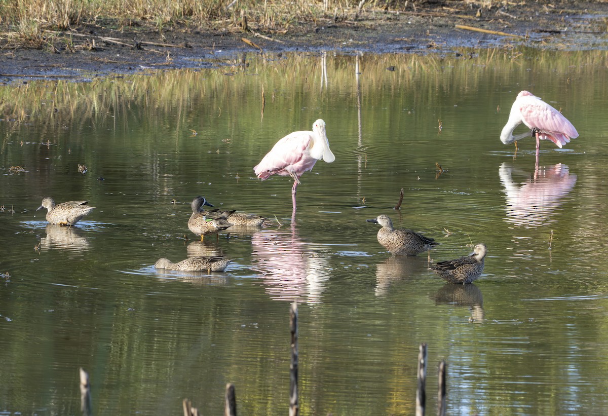 Zertzeta hegalurdina - ML645897751