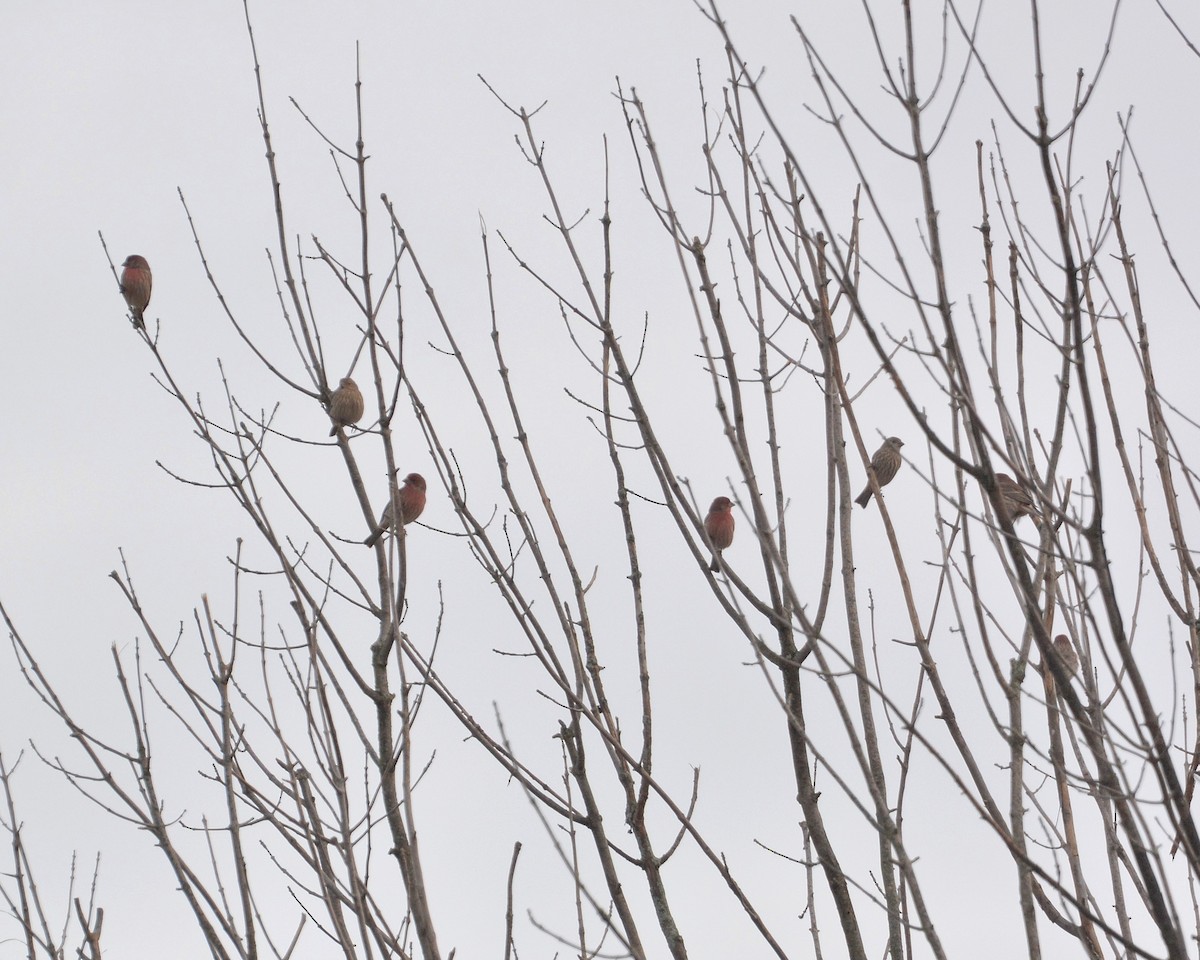 House Finch - ML645897757