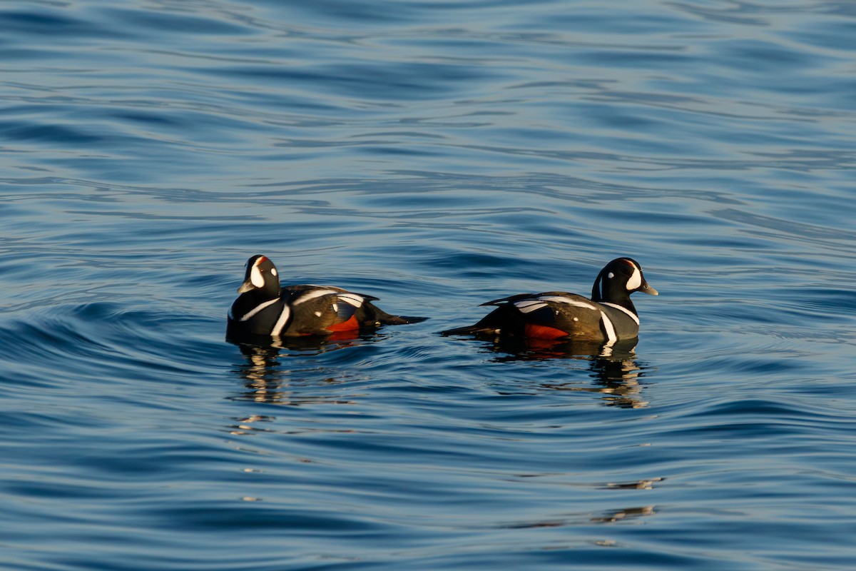 Harlequin Duck - ML645897766