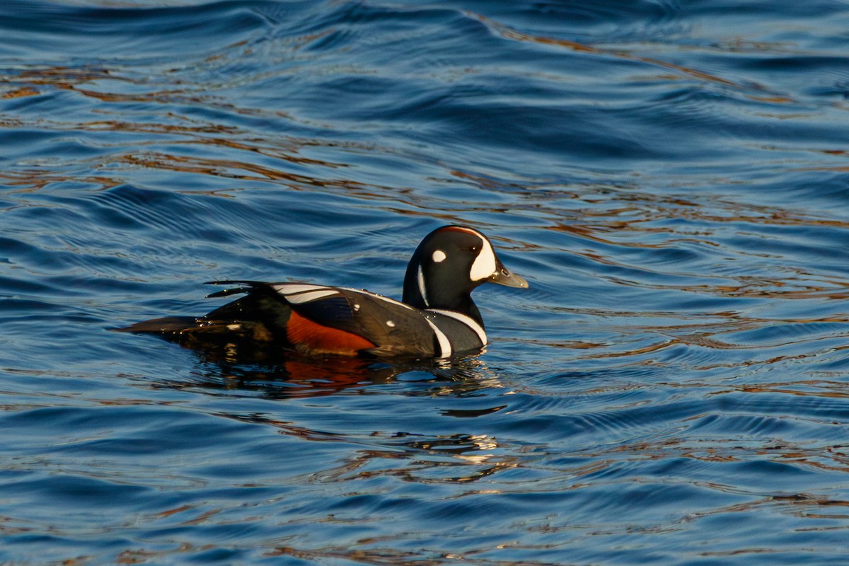 Harlequin Duck - ML645897767