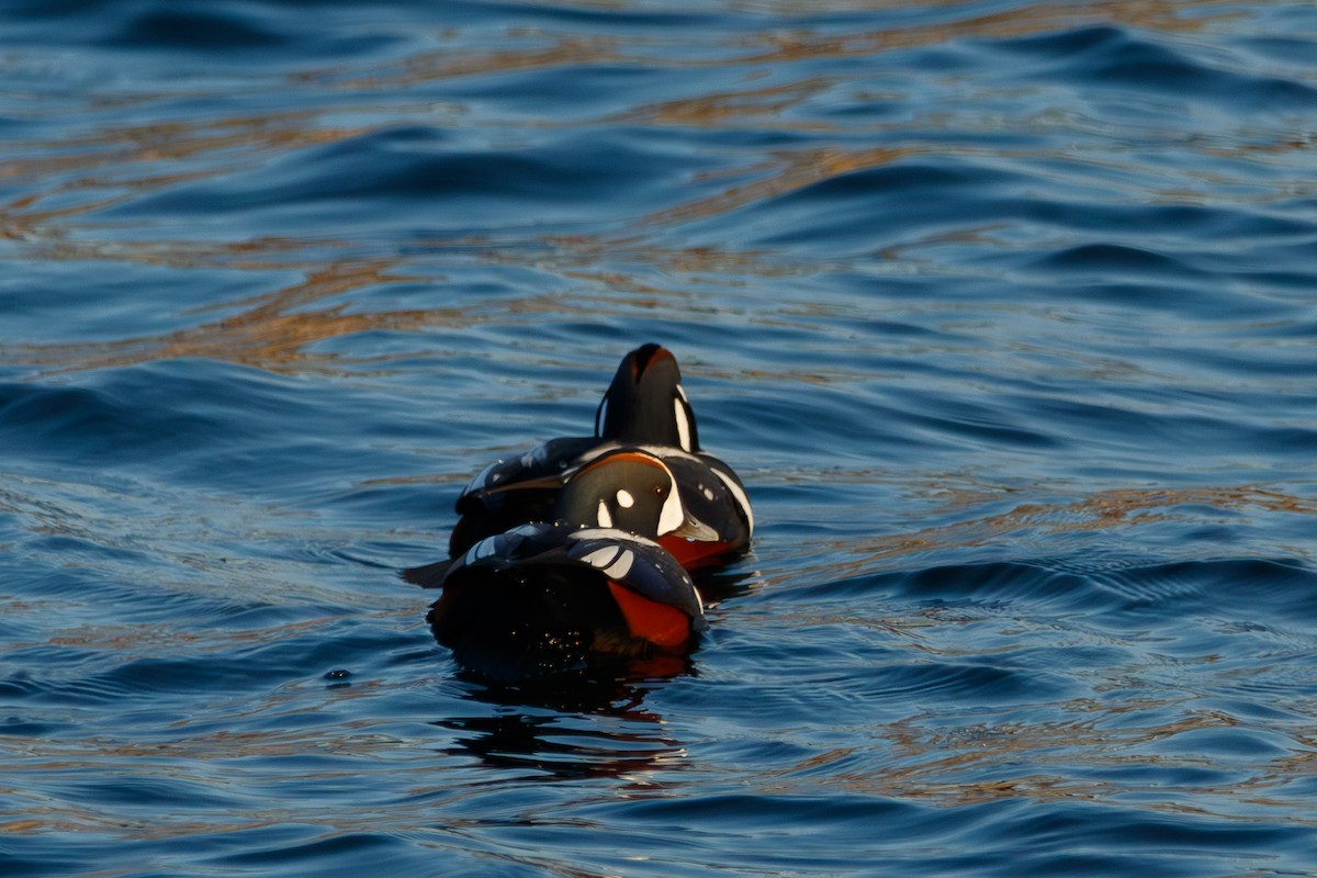 Harlequin Duck - ML645897768