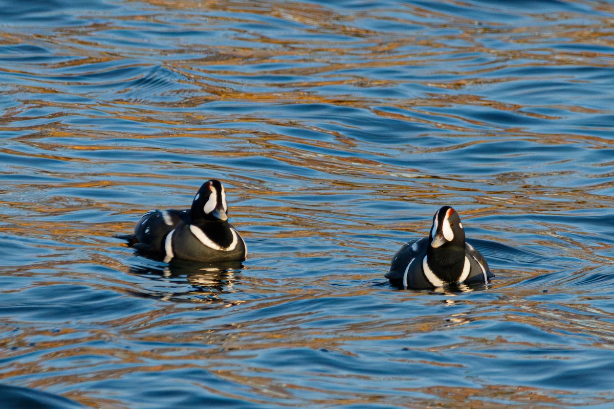 Harlequin Duck - ML645897769