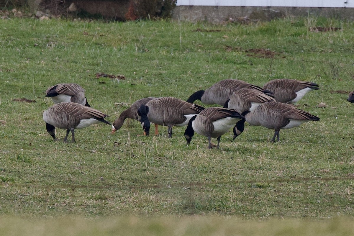 Greater White-fronted Goose - ML645897771