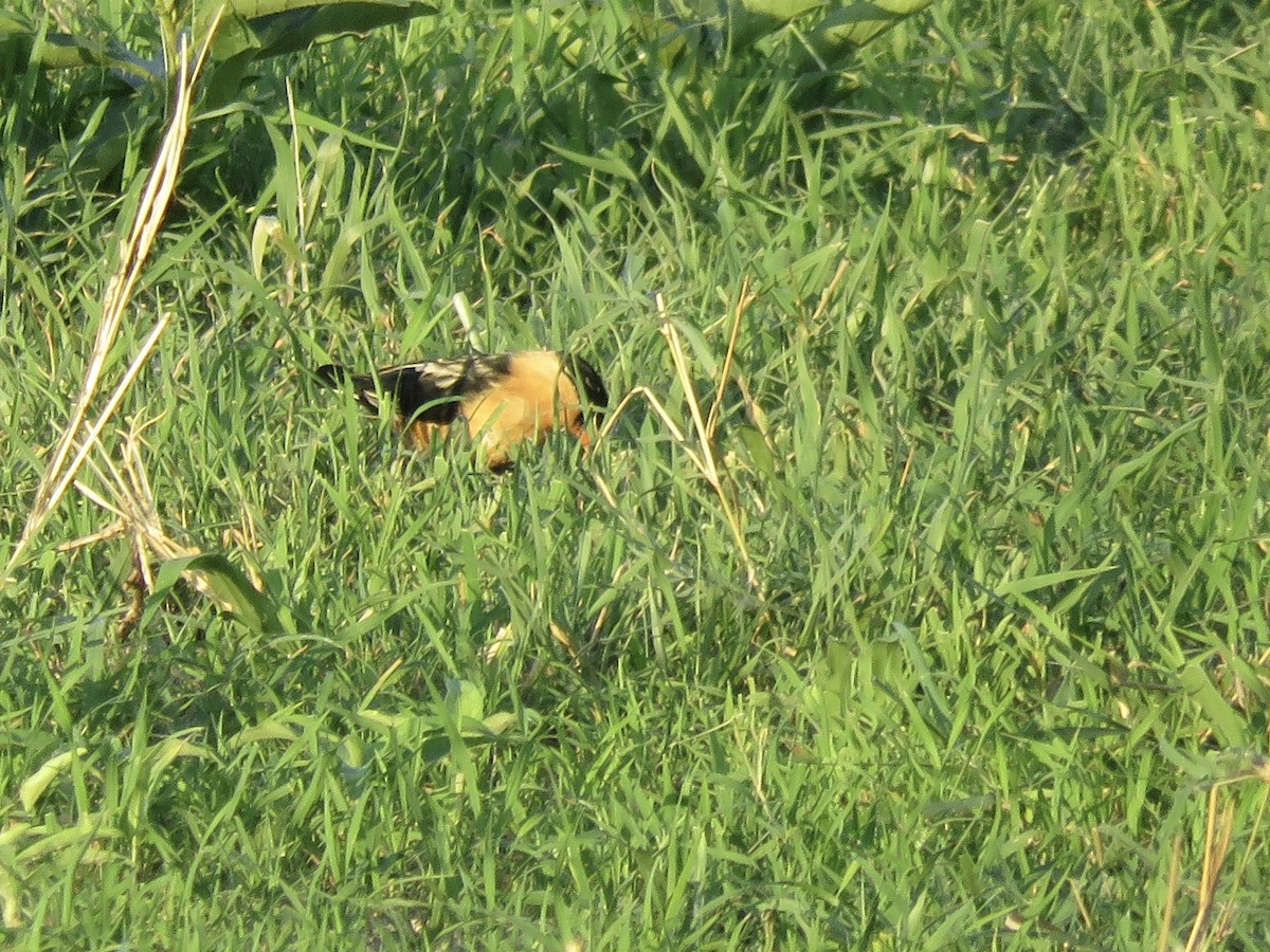 Shaft-tailed Whydah - ML645897773