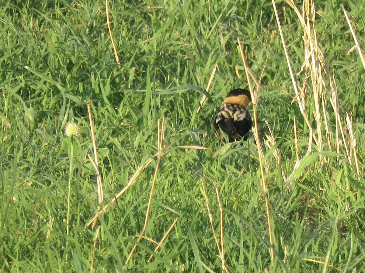 Shaft-tailed Whydah - ML645897774