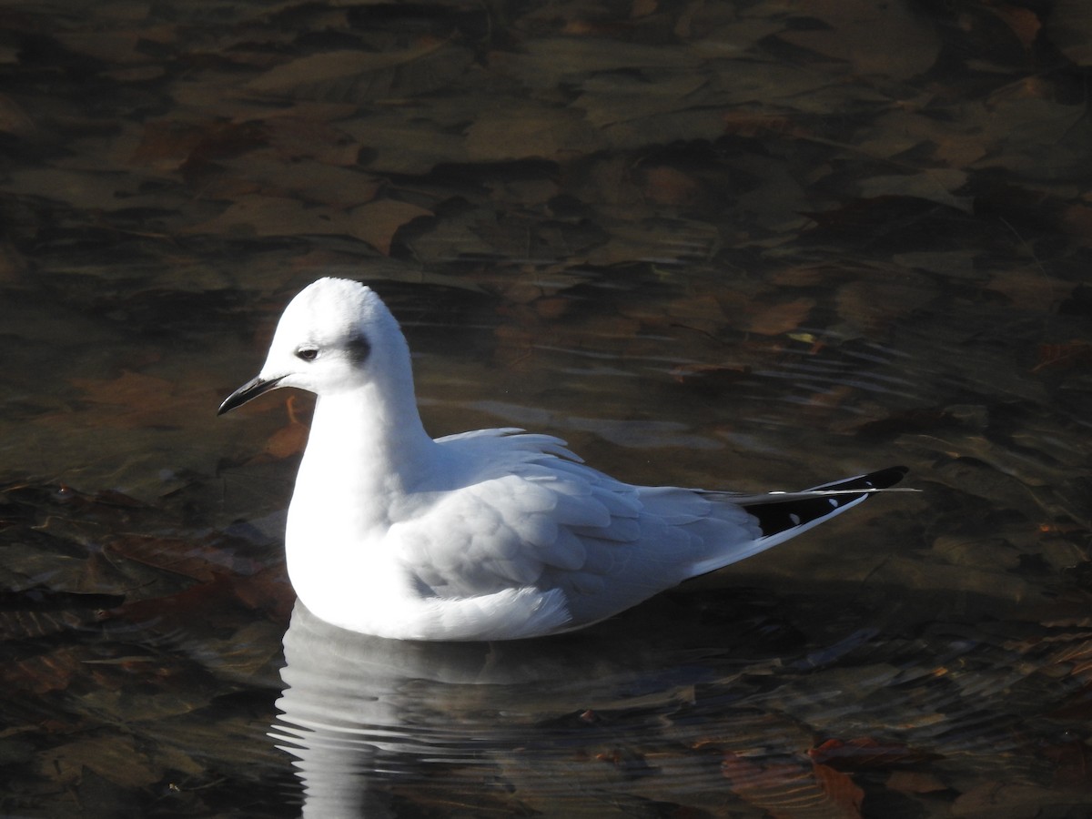 Bonaparte's Gull - ML645897788