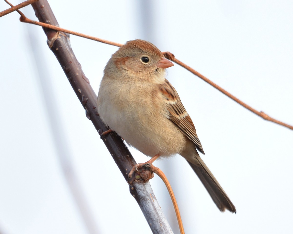 Field Sparrow - ML645897796