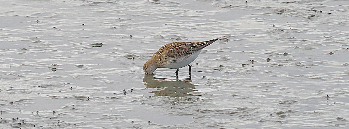 White-rumped Sandpiper - ML645897798