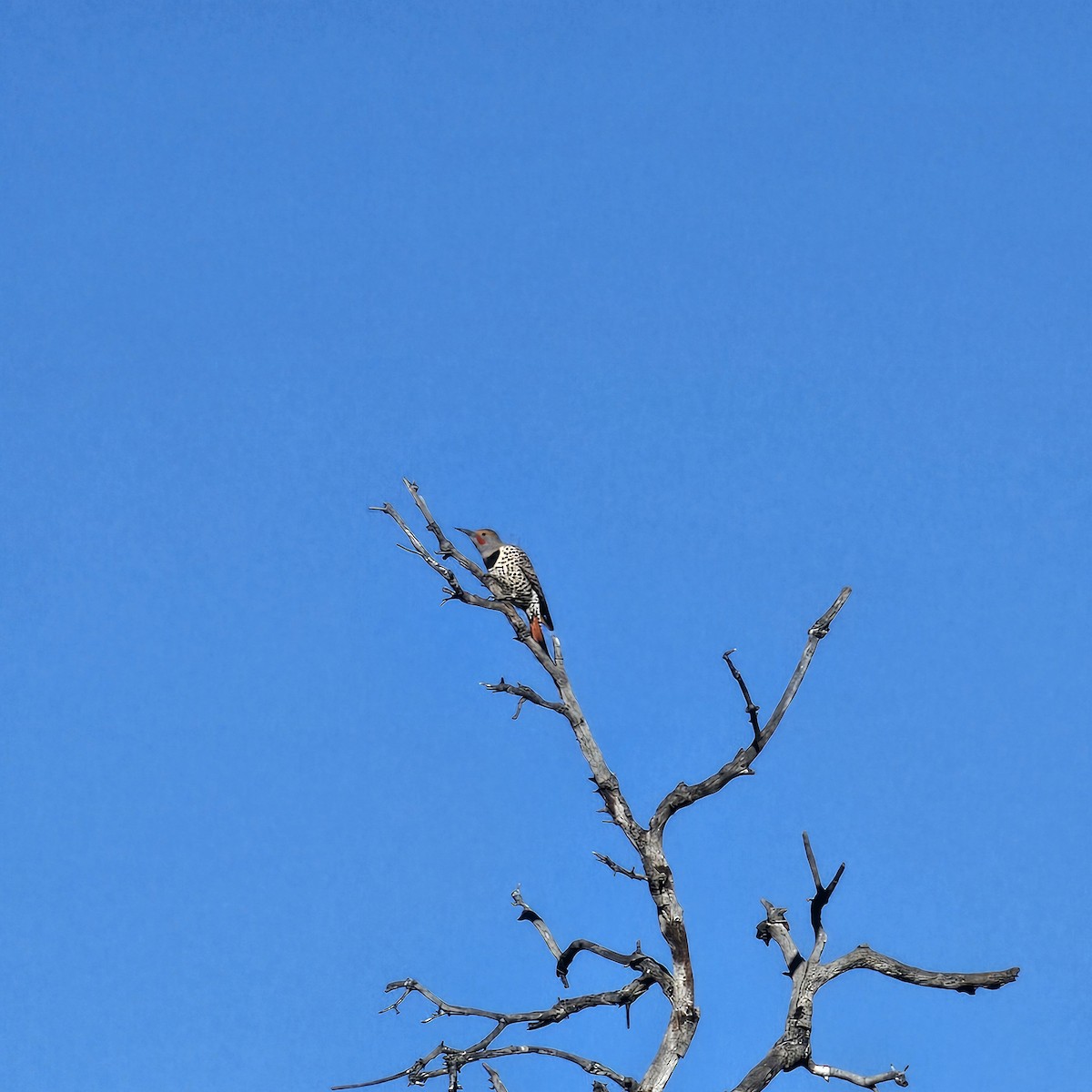 Carpintero Escapulario - ML645897799