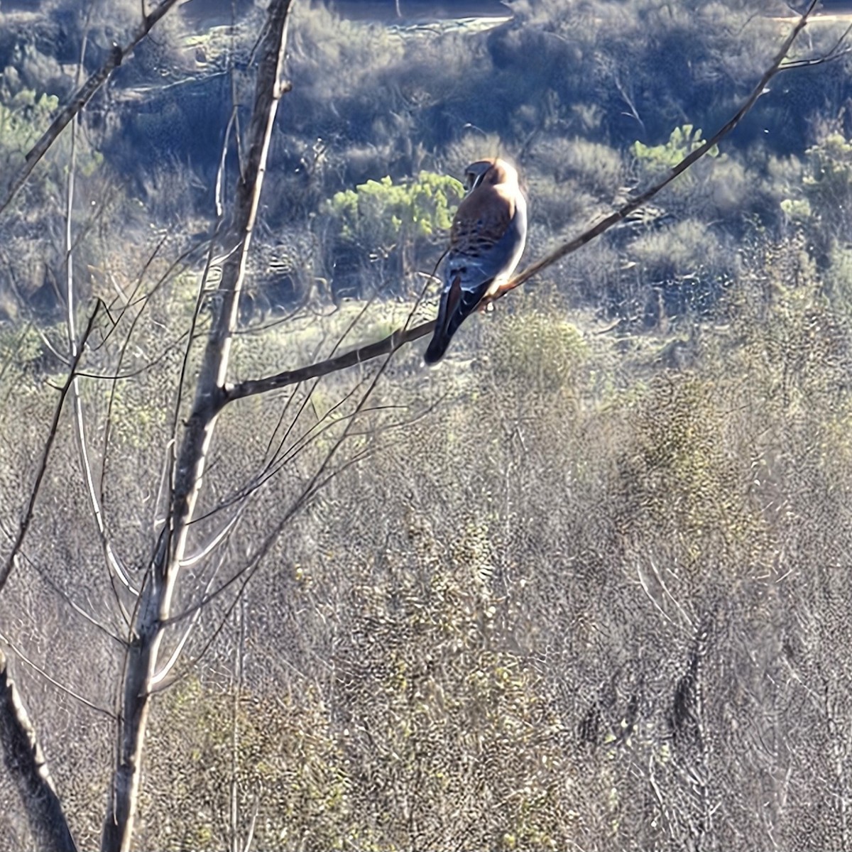 Cernícalo Americano - ML645897803