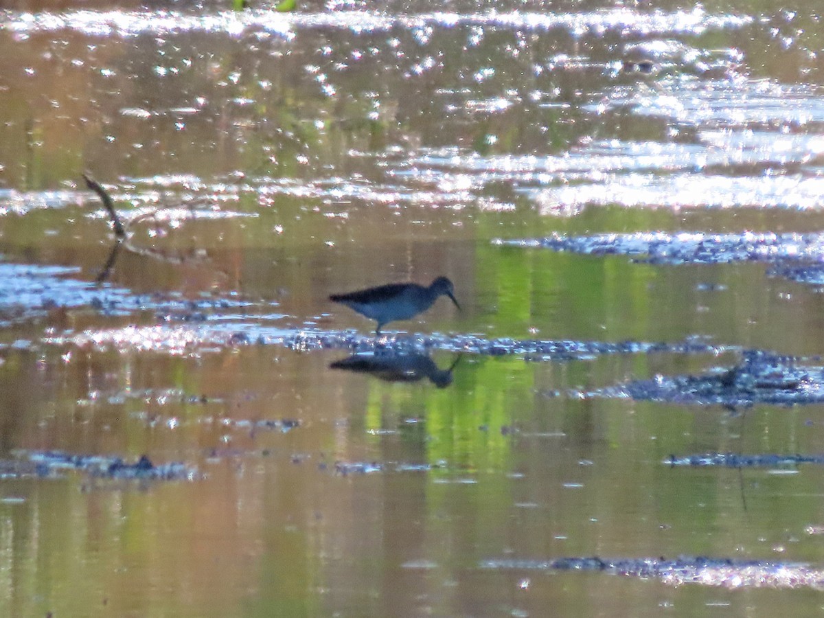 vodouš bahenní - ML645897807