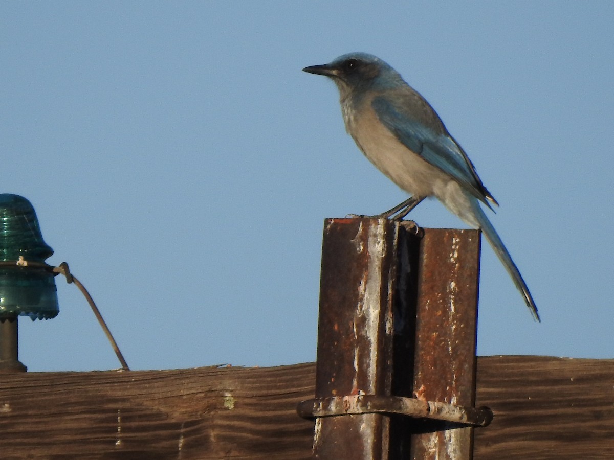 Woodhouse's Scrub-Jay - ML645897824