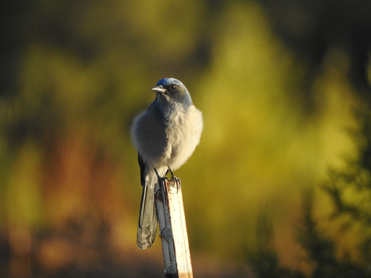 Woodhouse's Scrub-Jay - ML645897825