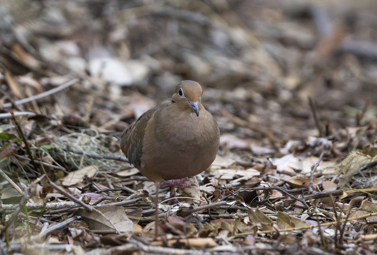 Mourning Dove - ML645897826
