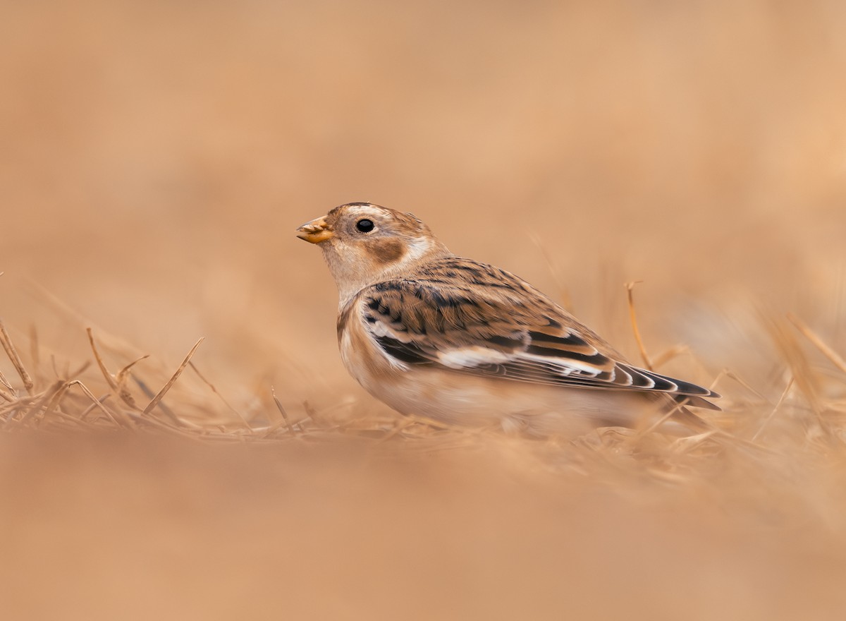 Snow Bunting - ML645897827