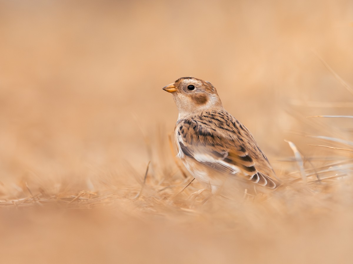Snow Bunting - ML645897828