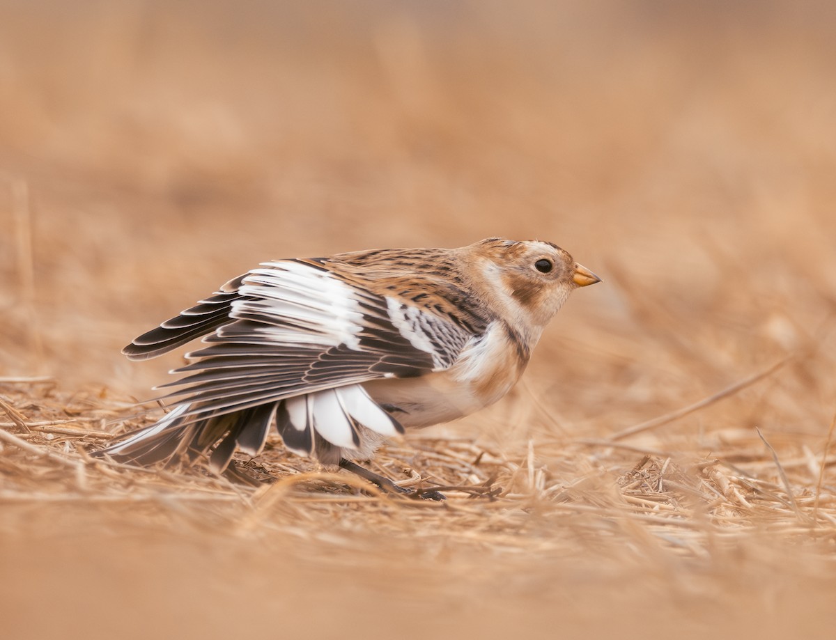 Snow Bunting - ML645897829