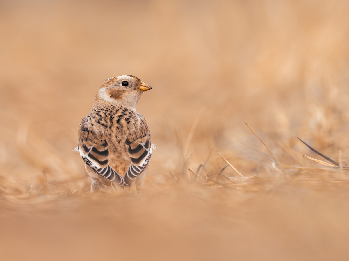 Snow Bunting - ML645897830