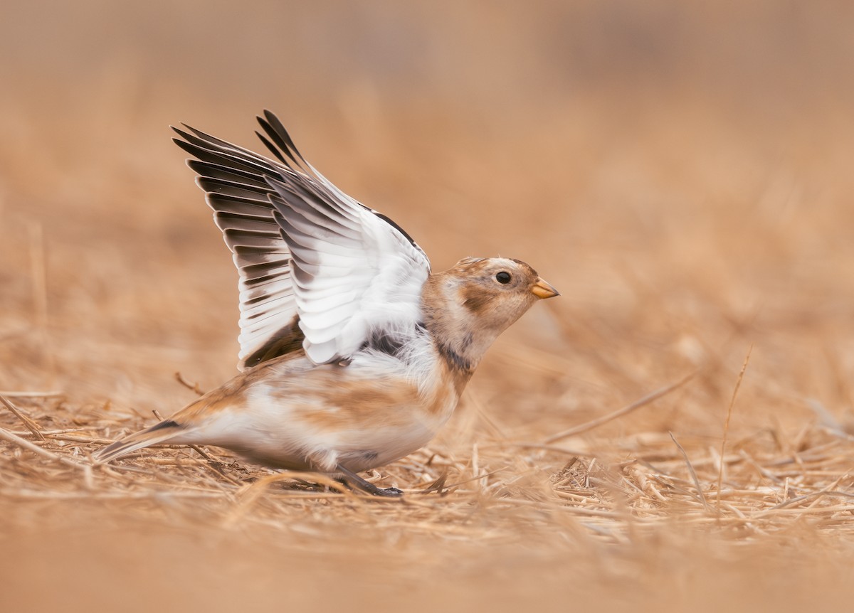 Snow Bunting - ML645897831