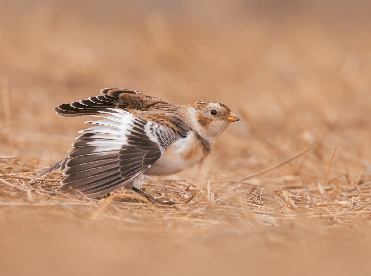 Snow Bunting - ML645897832