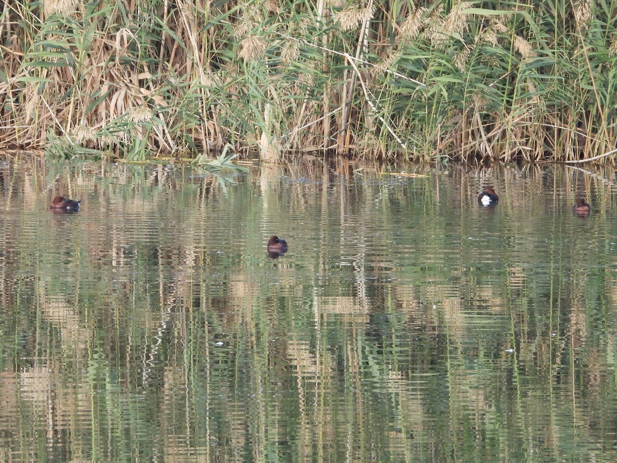 Ferruginous Duck - ML645897836