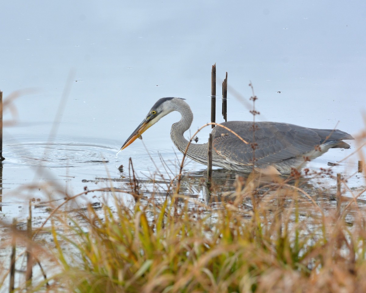 Great Blue Heron - ML645897837