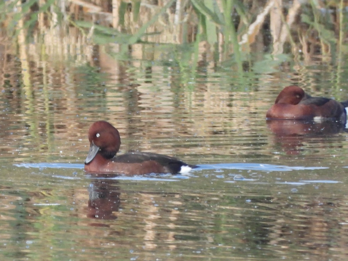 Ferruginous Duck - ML645897838