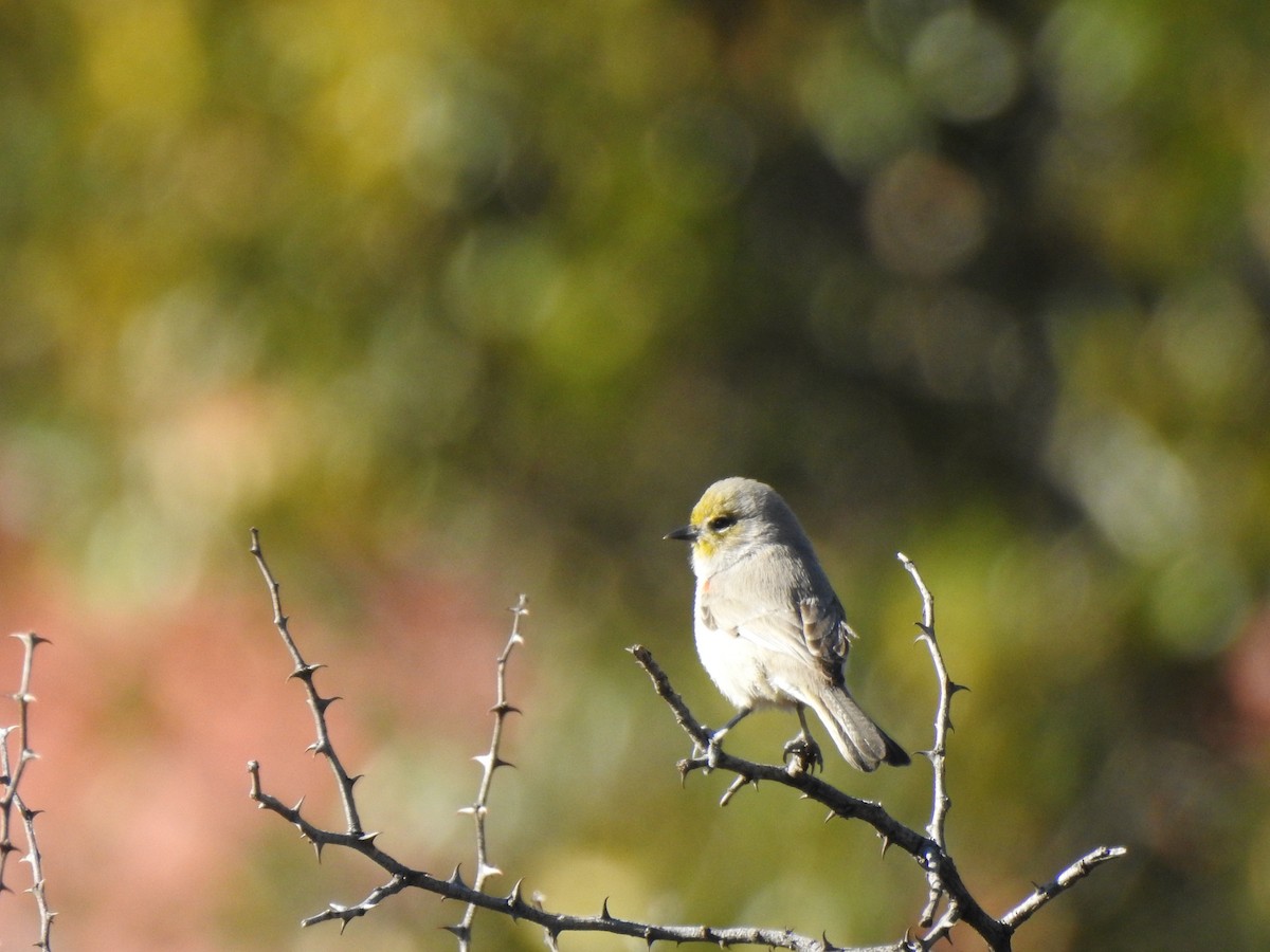 Verdin - ML645897839