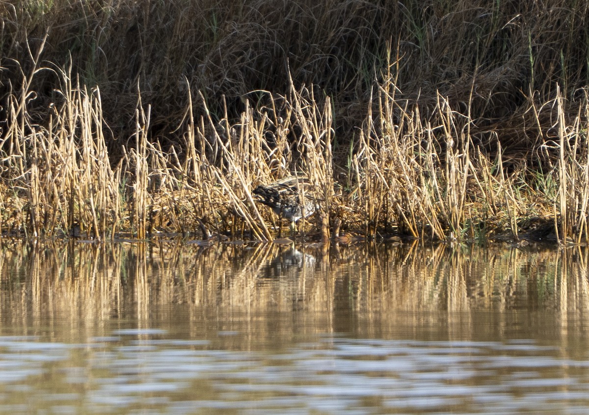 Wilson's Snipe - ML645897840