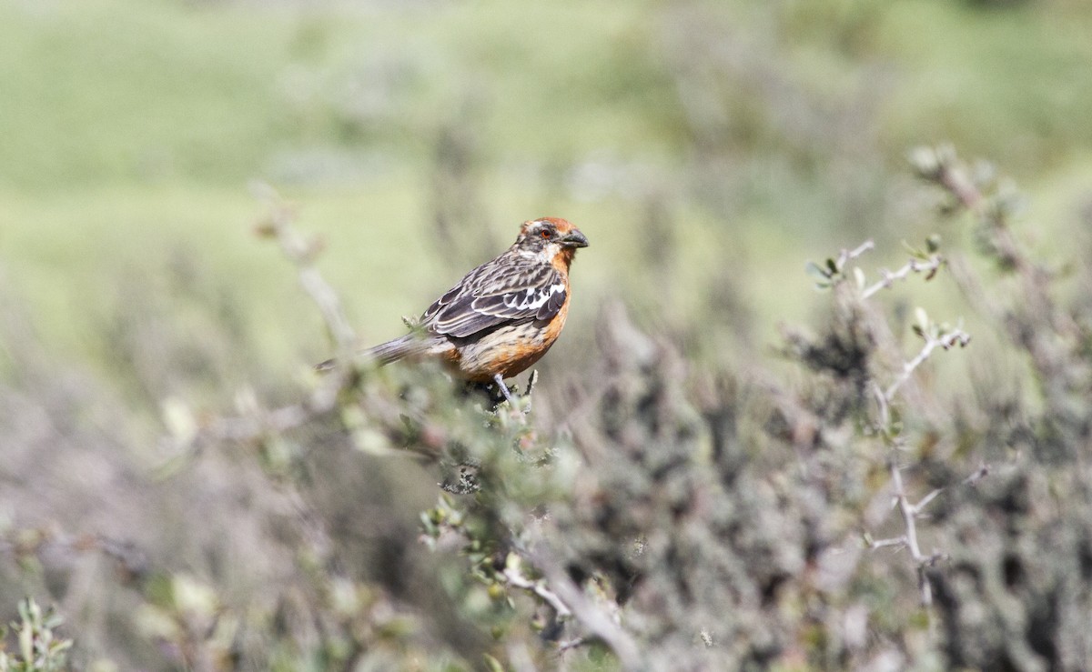 Rufous-tailed Plantcutter - ML645897841